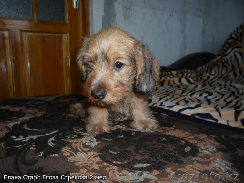 Такса миниатюрная жесткошерстная п-к "Елана Старс" FCI-CKK щенки - Изображение #4, Объявление #528102