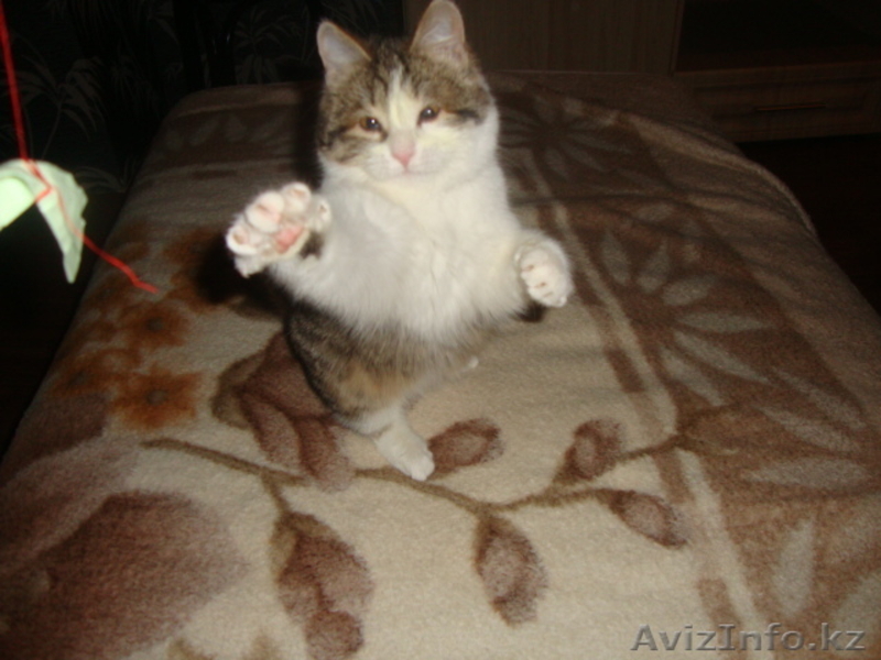 Подарите мне семью - Изображение #5, Объявление #809812