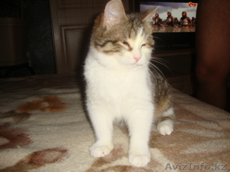 Подарите мне семью - Изображение #3, Объявление #809812