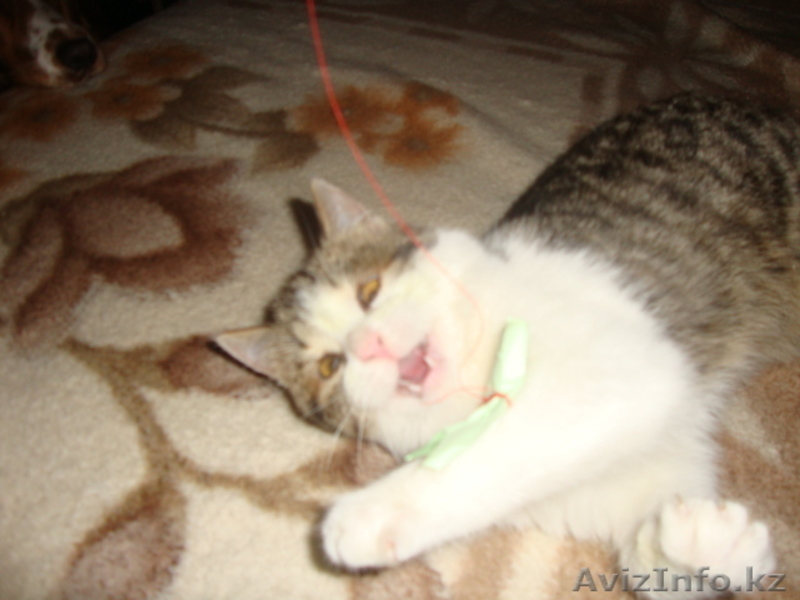 Подарите мне семью - Изображение #4, Объявление #809812