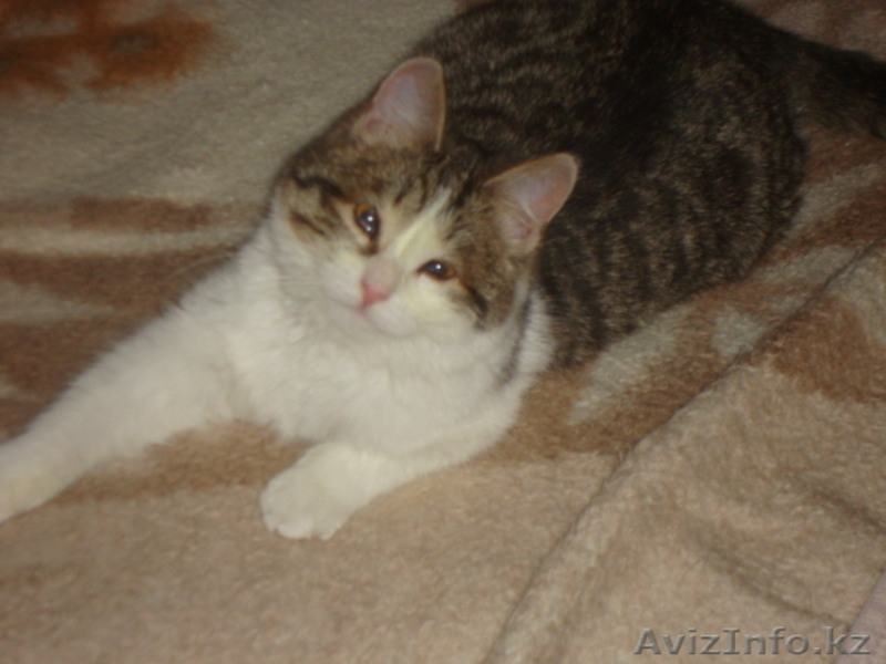 Подарите мне семью - Изображение #1, Объявление #809812