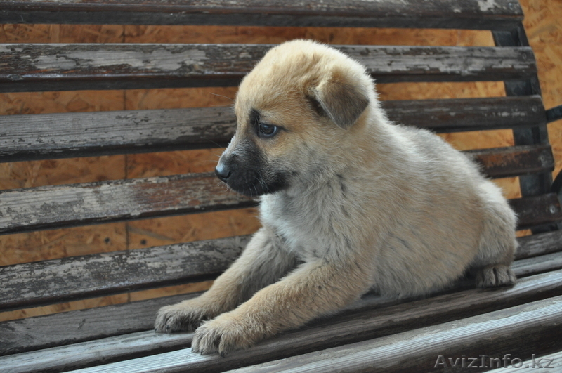 Щенки Немецкой Овчарки Дёшево - Изображение #1, Объявление #798016