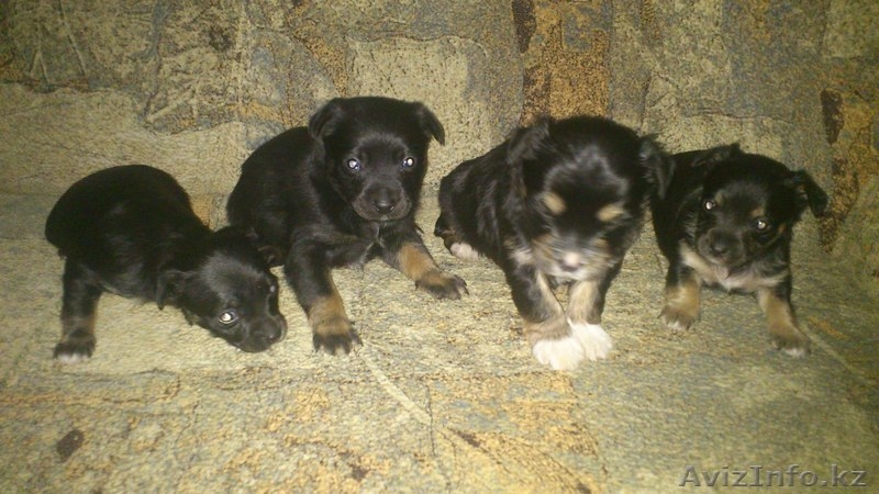 Продам забавных щенят - Изображение #1, Объявление #800764