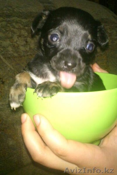 Продам забавных щенят - Изображение #3, Объявление #800764