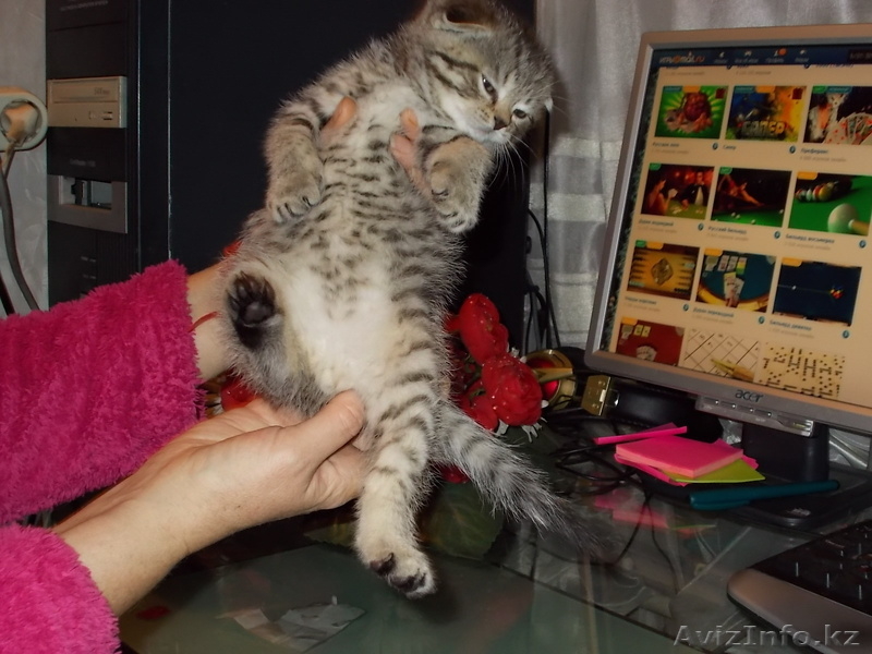 Чудесный Вислоухий Котёнок - Изображение #3, Объявление #815194