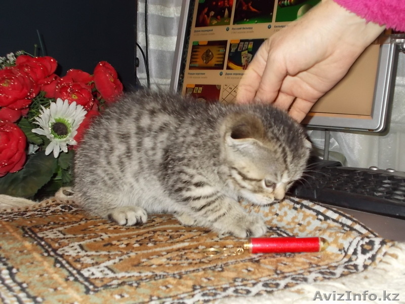 Чудесный Вислоухий Котёнок - Изображение #2, Объявление #815194