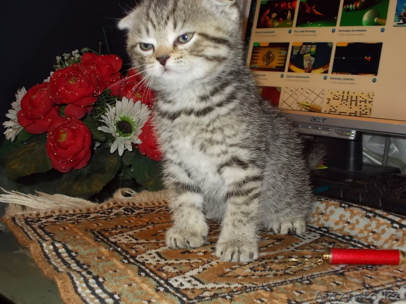 Чудесный Вислоухий Котёнок - Изображение #1, Объявление #815194