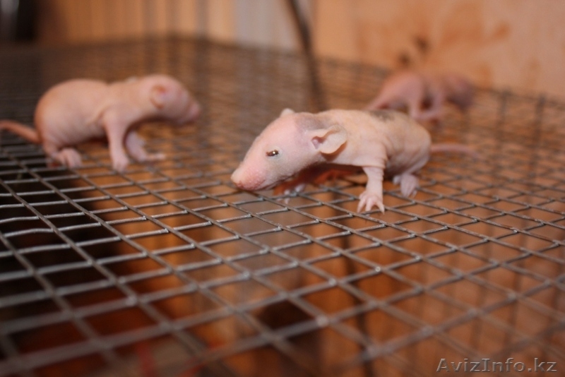 Продам крысят сфинксов,экзотические питомцы! - Изображение #1, Объявление #812625