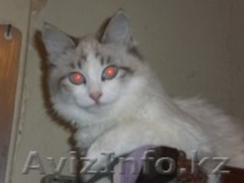 Милашка ищет себе дом - Изображение #3, Объявление #809819