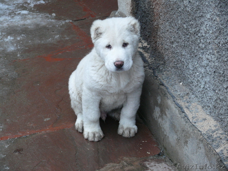 продам щенка алабай элитных кровей - Изображение #1, Объявление #811612