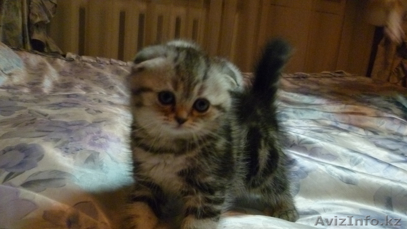 Котенок  вислоухий (скоттиш фолд)девочка - милашка - Изображение #2, Объявление #805292