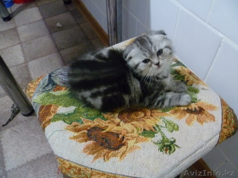 Котенок  вислоухий (скоттиш фолд)девочка - милашка - Изображение #3, Объявление #805292