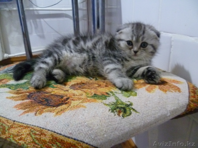 Котенок  вислоухий (скоттиш фолд)девочка - милашка - Изображение #4, Объявление #805292