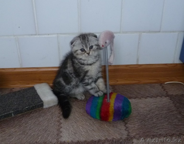 Котенок  вислоухий (скоттиш фолд)девочка - милашка - Изображение #1, Объявление #805292