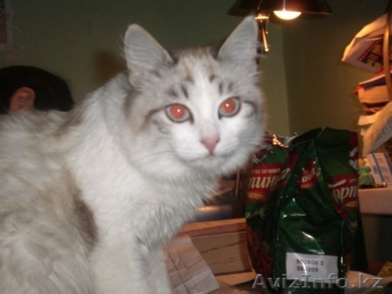 Милашка ищет себе дом - Изображение #1, Объявление #809819