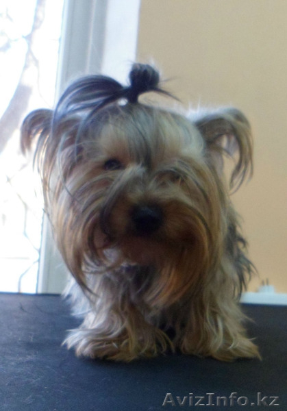 Стрижка собак и кошек - груминг-салон "Master Groom" - Изображение #3, Объявление #811210