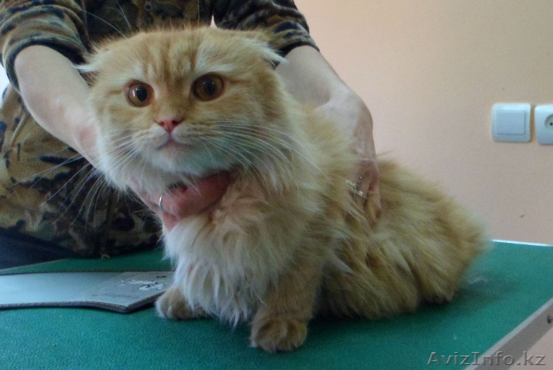 Стрижка собак и кошек - груминг-салон "Master Groom" - Изображение #4, Объявление #811210