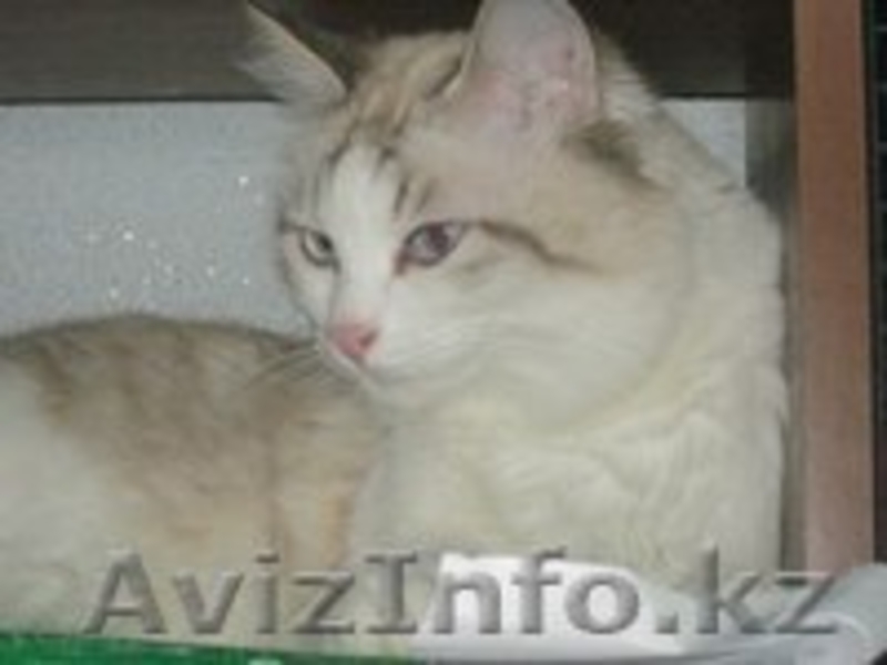 Милашка ищет себе дом - Изображение #2, Объявление #809819