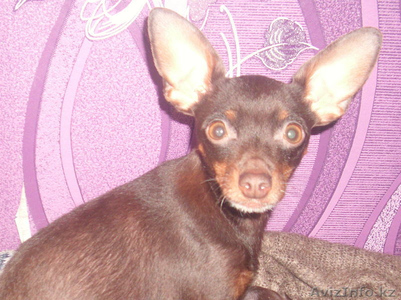 Щенки русского тоя.Редкого шоколадного окраса. - Изображение #4, Объявление #829674