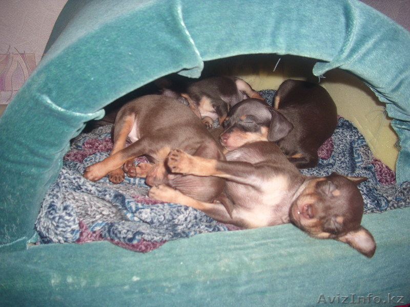 Щенки русского тоя.Редкого шоколадного окраса. - Изображение #6, Объявление #829674