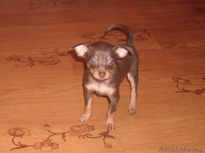 Щенки русского тоя.Редкого шоколадного окраса. - Изображение #1, Объявление #829674