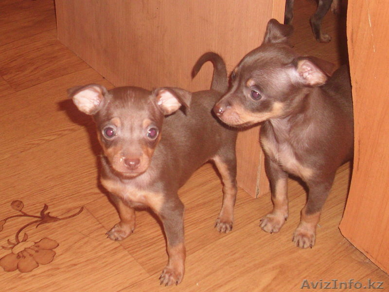 Щенки русского тоя.Редкого шоколадного окраса. - Изображение #3, Объявление #829674