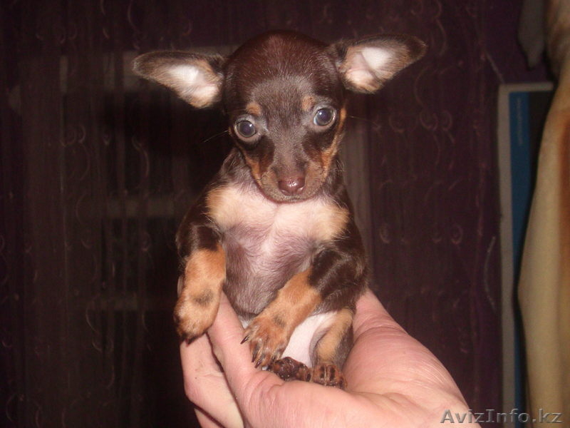 Щенки русского тоя.Редкого шоколадного окраса. - Изображение #2, Объявление #829674