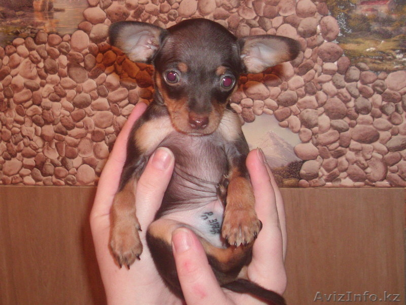 Щенки русского тоя.Редкого шоколадного окраса. - Изображение #5, Объявление #829674