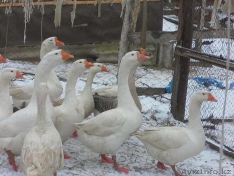 продам к/х близ Алматы - Изображение #8, Объявление #821935