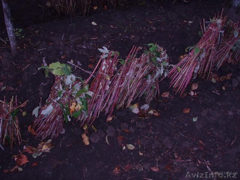 Реализуем саженцы из Европы! (малина, клубника) - Изображение #3, Объявление #820305