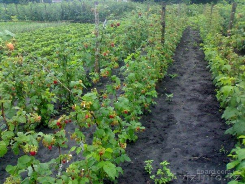 Реализуем саженцы из Европы! (малина, клубника) - Изображение #6, Объявление #820305