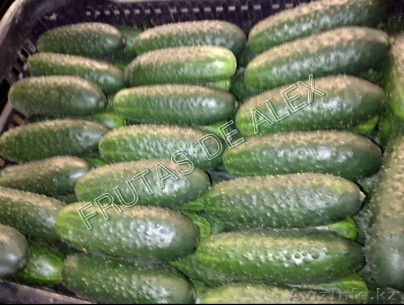 Томаты,огурцы,перец,баклажаны из Испании - Изображение #6, Объявление #817084