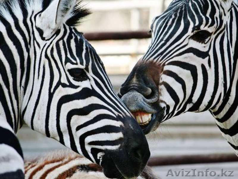 Продаем зебр из питомника - Изображение #3, Объявление #819319