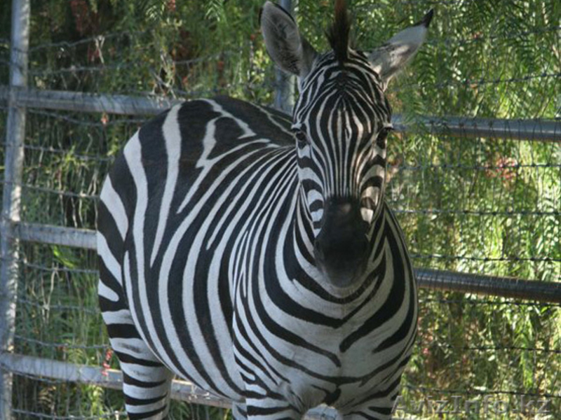 Продаем зебр из питомника - Изображение #4, Объявление #819319
