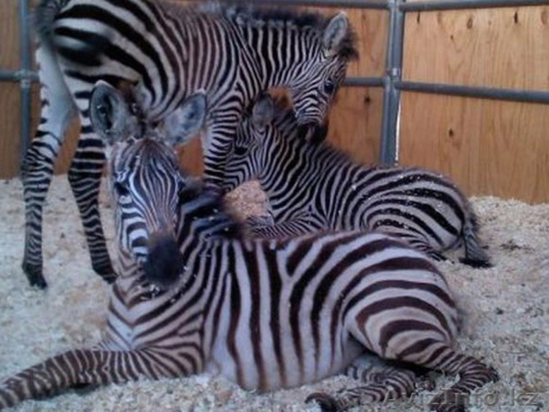 Продаем зебр из питомника - Изображение #1, Объявление #819319