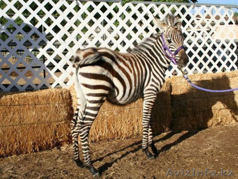 Продаем зебр из питомника - Изображение #7, Объявление #819319