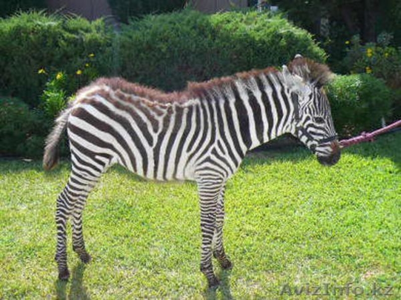 Продаем зебр из питомника - Изображение #8, Объявление #819319