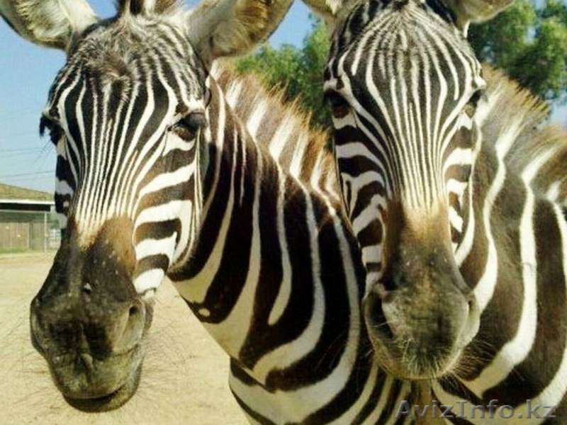 Продаем зебр из питомника - Изображение #10, Объявление #819319