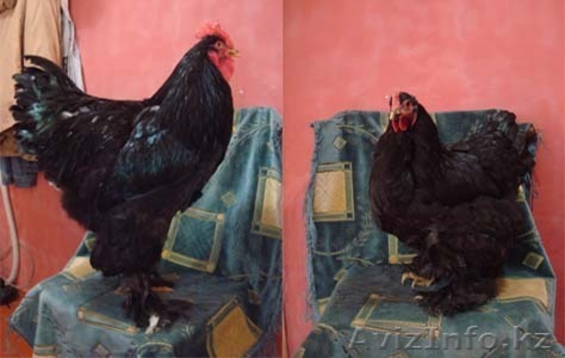 инкубационное яйцо - Изображение #3, Объявление #815514