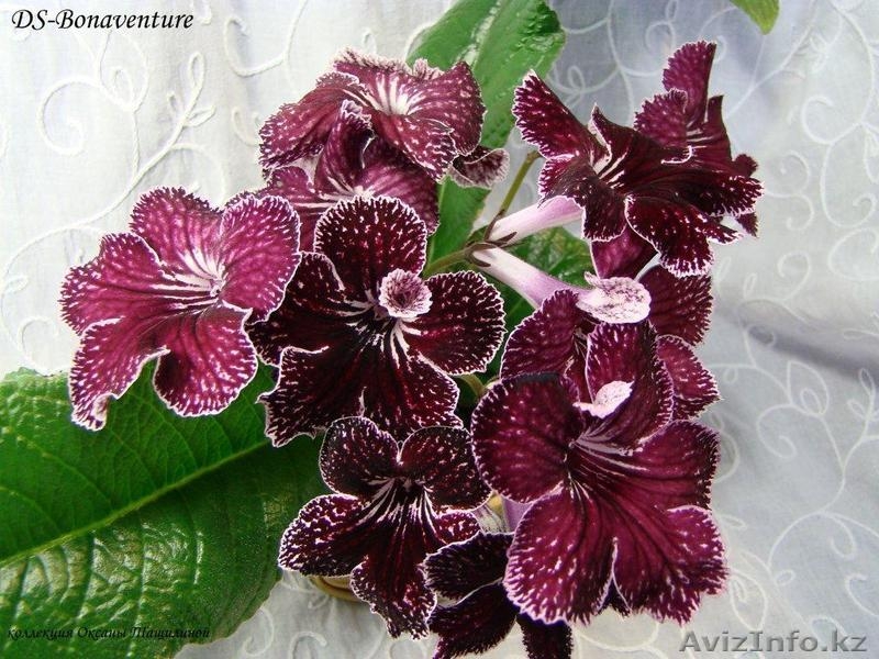 Стрептокарпусы и миниатюрные фиалки - Изображение #4, Объявление #832196