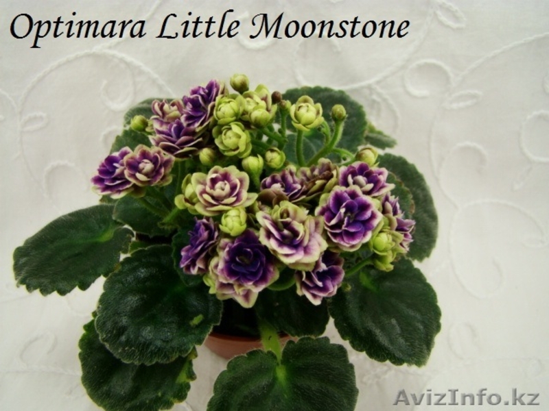 Стрептокарпусы и миниатюрные фиалки - Изображение #3, Объявление #832196