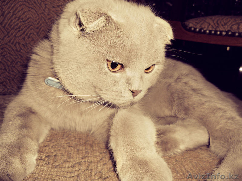 вислоухий шотландец (без родословной) ищет кошечку - Изображение #2, Объявление #825774