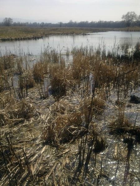 продам к/х близ Алматы - Изображение #10, Объявление #821935