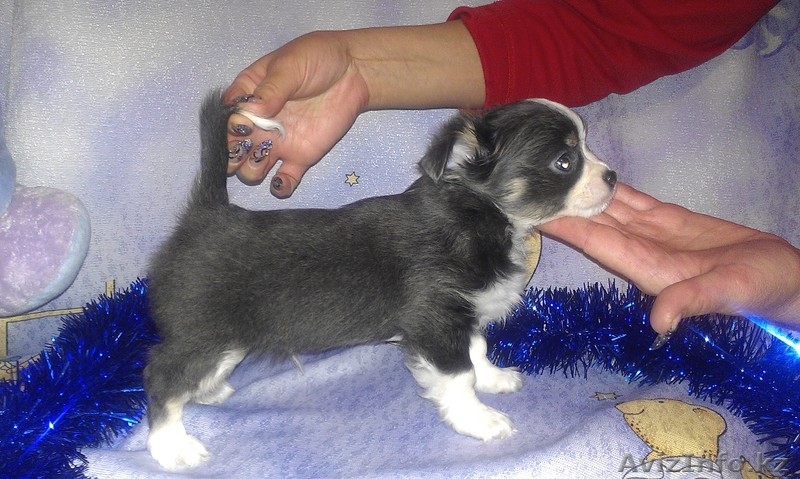 продаются щенки чихуахуа - Изображение #1, Объявление #815660