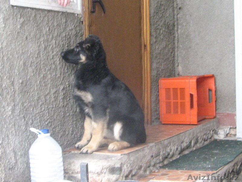 щенки немецкой овчарки от элитных производителей - Изображение #1, Объявление #816323