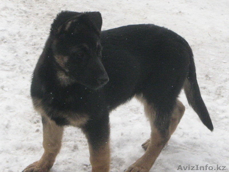 щенки немецкой овчарки от элитных производителей - Изображение #2, Объявление #816323