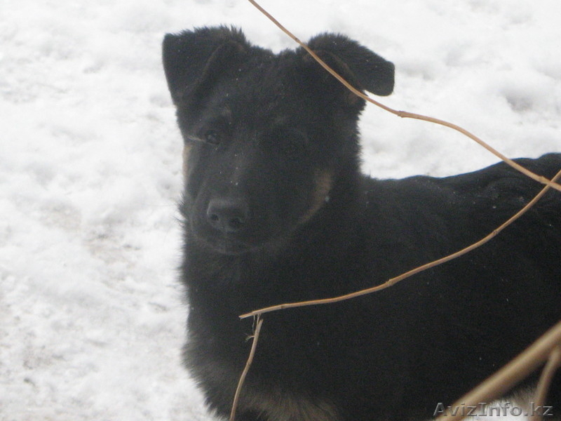 щенки немецкой овчарки от элитных производителей - Изображение #3, Объявление #816323