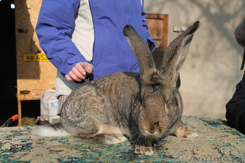 Бельгийский великан(ФЛАНДР) - Изображение #3, Объявление #821017