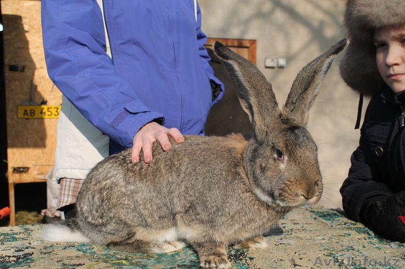 Бельгийский великан(ФЛАНДР) - Изображение #2, Объявление #821017