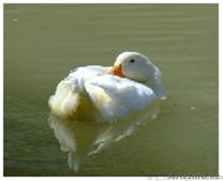 продам к/х близ Алматы - Изображение #7, Объявление #821935